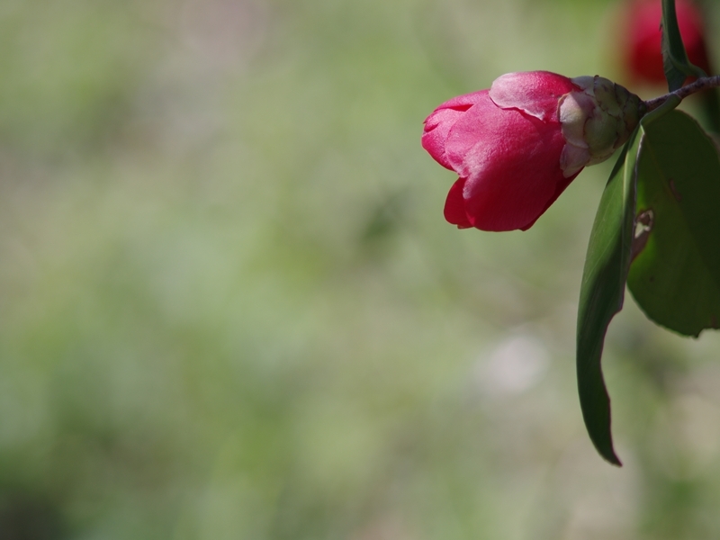 春来る１５（藪椿）