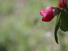 春来る１５（藪椿）