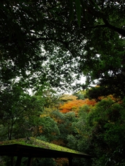 箕面公園の紅葉４