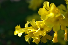 春を運ぶ野草花（オギザリス）