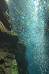 海遊館にて１