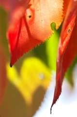 染まりゆく桜葉