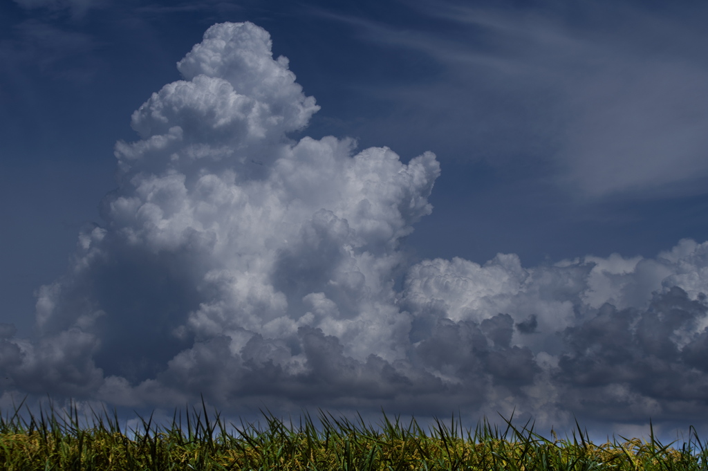 稲穂と初秋の夏雲