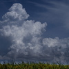 稲穂と初秋の夏雲
