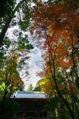 西山興隆寺の紅葉（モミジ）１