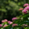 梅雨待ちの紫陽花（アジサイ）３
