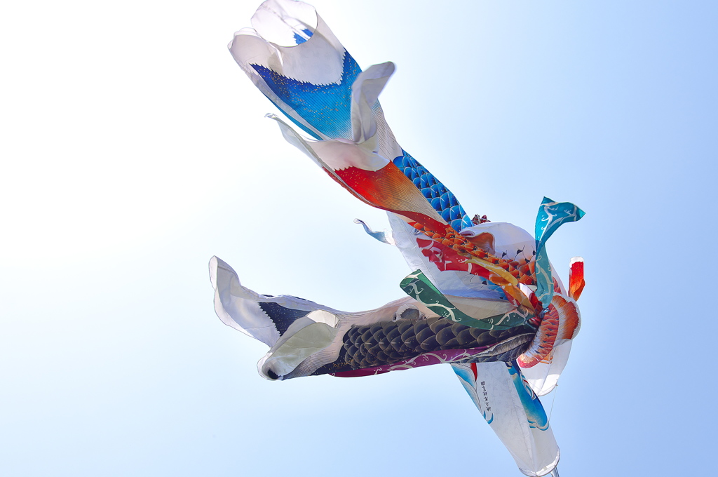 鯉幟（こいのぼり）