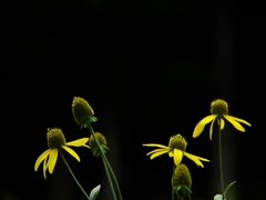 花脊のルドベキア１