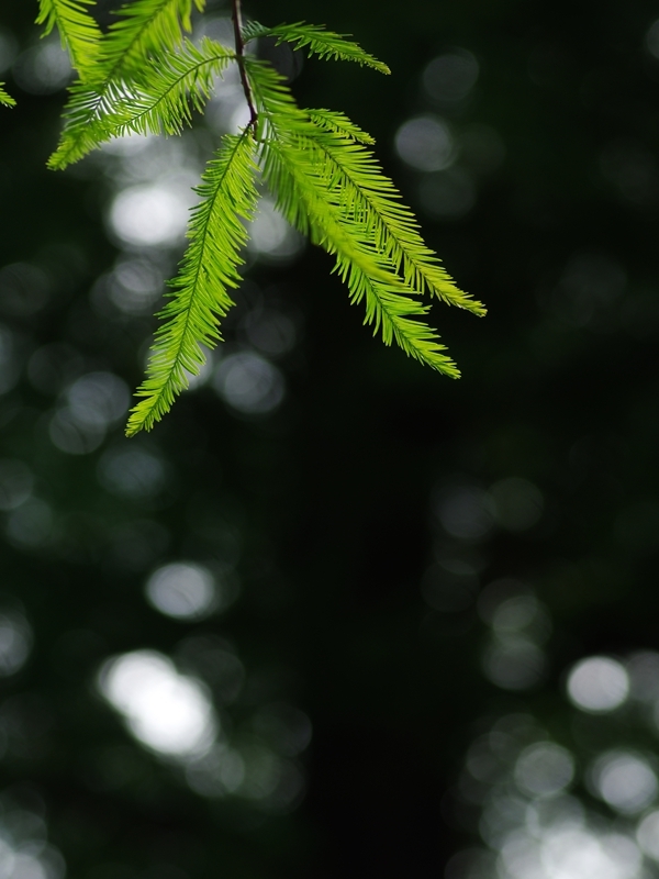 （まだ）盛夏の緑１５（メタセコイア）