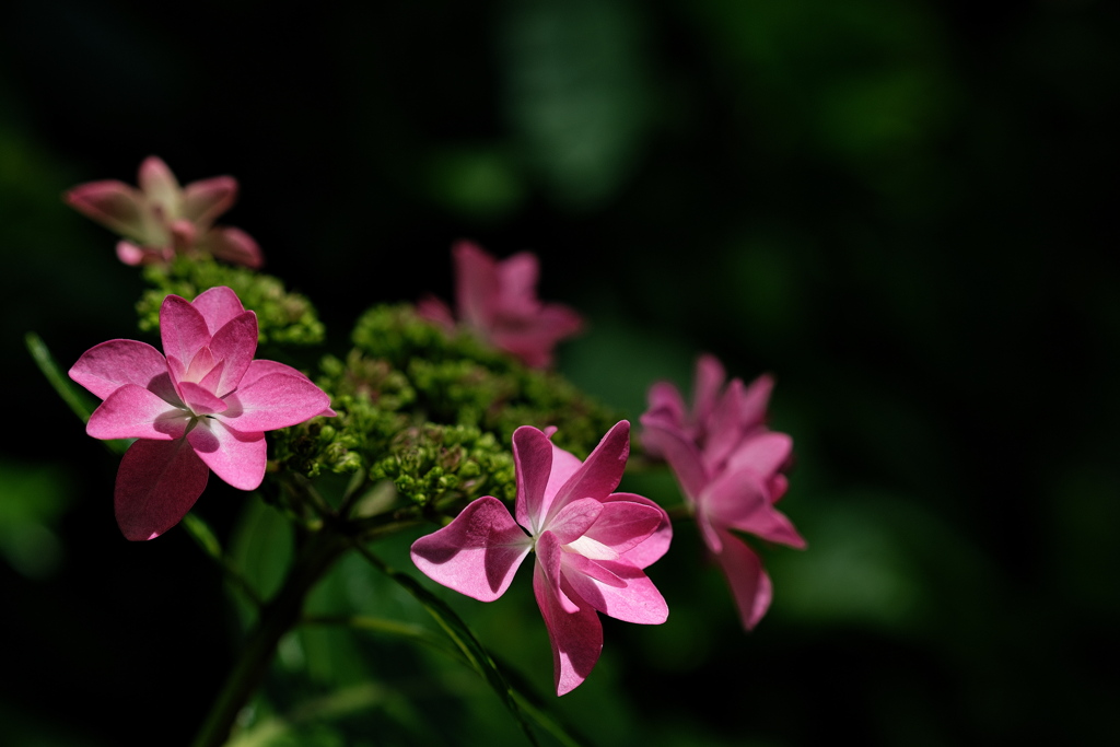 梅雨待ちの紫陽花（アジサイ）１