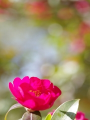 冬に見付けたほっ６（山茶花）