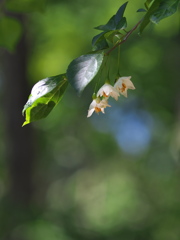 野茉莉（エゴノキ）の花１