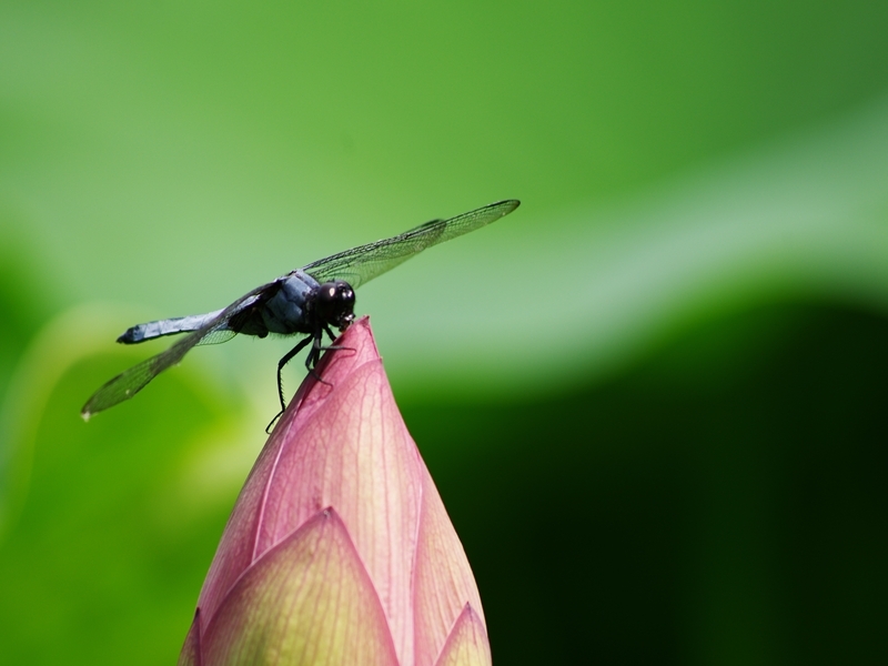 三室戸寺４（蓮２）