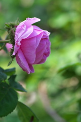 須磨離宮公園のピンク色の薔薇（バラ）
