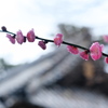 神社に咲く紅梅（コウバイ）