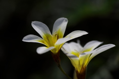 路傍の野草花１