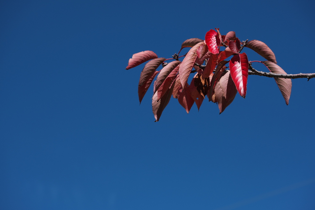 桜葉の紅葉３