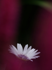 春から夏へ（花の移ろい７）