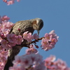 鵯（ヒヨドリ）と河津桜（カワヅザクラ）２