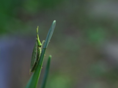 スイセンに泊まる蝗虫（バッタ）