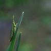 スイセンに泊まる蝗虫（バッタ）