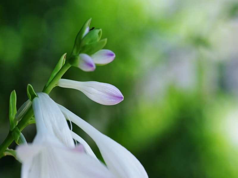 擬宝珠（ギボウシ）