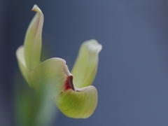 花水木（ハナミズキ）１