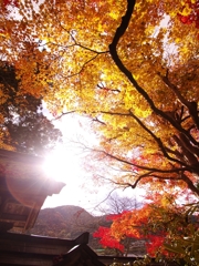 室生寺の紅葉２