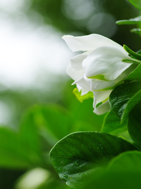 夏の花２「梔子（クチナシ）２八重」