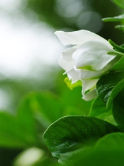 夏の花２「梔子（クチナシ）２八重」