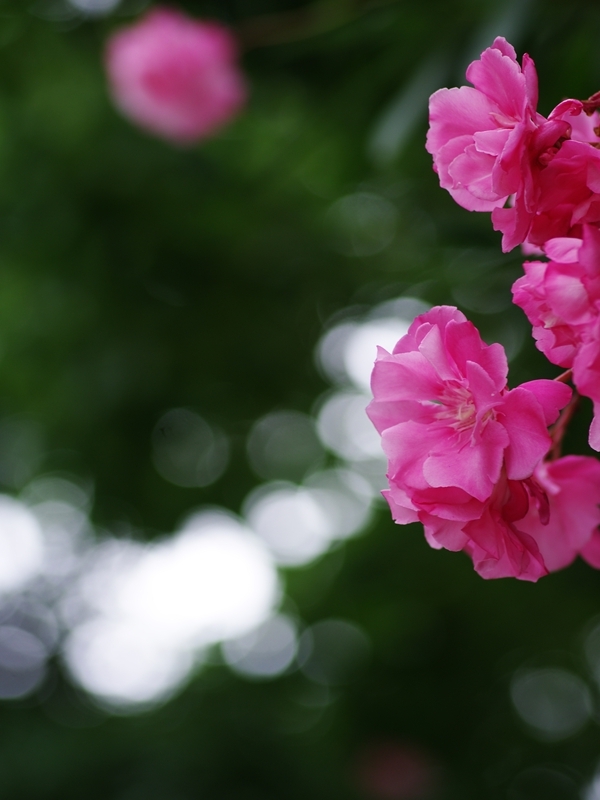 夏の花３０「夾竹桃（きょうちくとう）２」