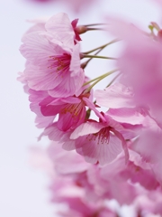 春を告げる花々１５（大寒桜）