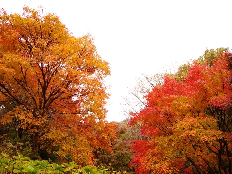 森林植物園の紅葉１