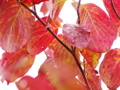 街の紅葉１