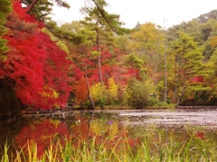 森林植物園の紅葉４