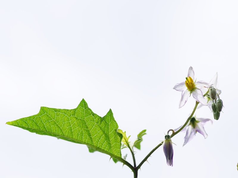 夏の花２２「悪茄子（わるなすび）」
