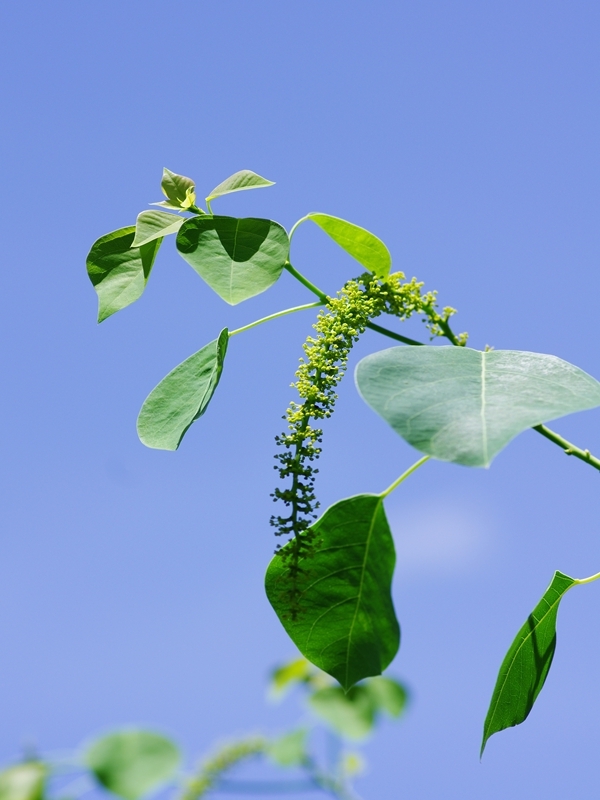 夏の花１４「南京黄櫨（なんきんはぜ）」