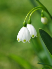 スノーフレーク２