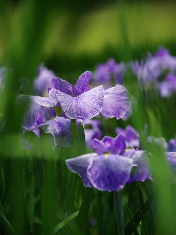 万博記念公園（花しょうぶ田２）