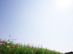 秋桜（コスモス）５