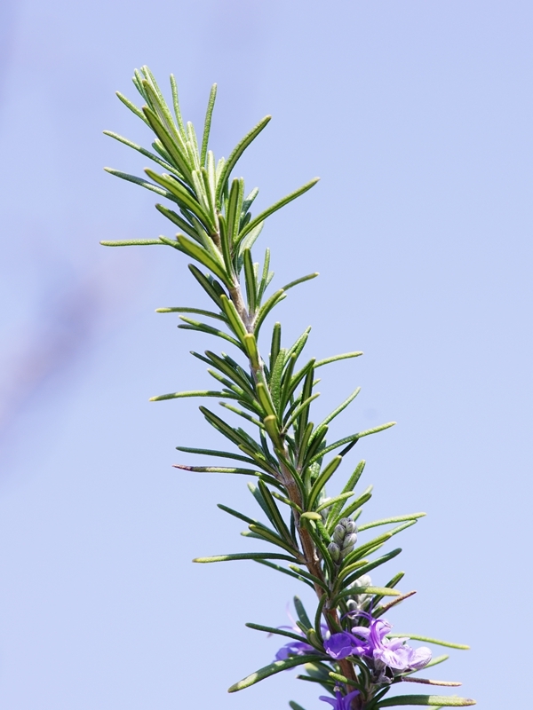 春を告げる花々９（ラベンダー）