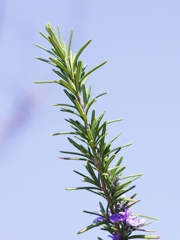 春を告げる花々９（ラベンダー）