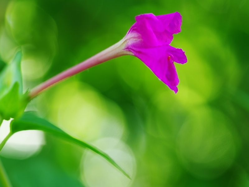 夏の花１６「白粉花（おしろいばな）」