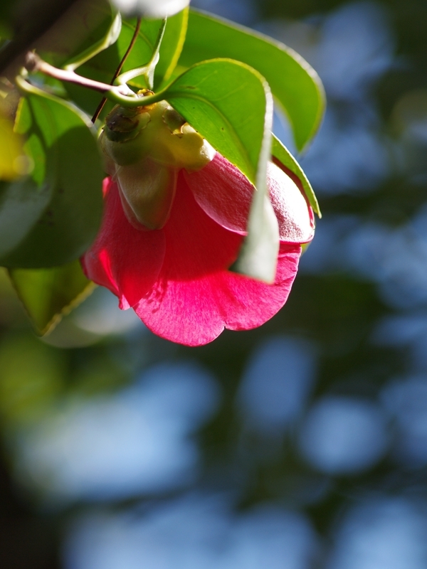 藪椿（ヤブツバキ）