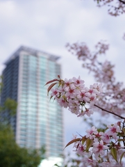 ヒマラヤ桜