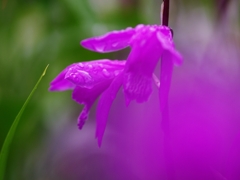 紫蘭（シラン）