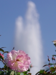 神戸須磨離宮公園のバラ３