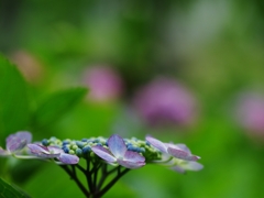紫陽花は雨が似合う５