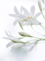 夏の花９「アガパンサス」