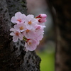 公園のサクラ咲く１